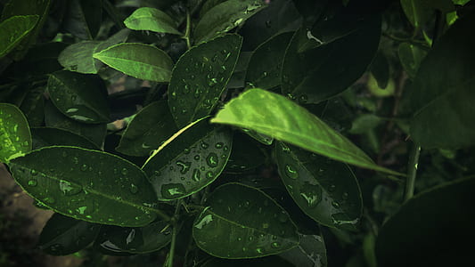 Green Leaves thumbnail