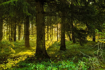 green leaf trees at daytime thumbnail