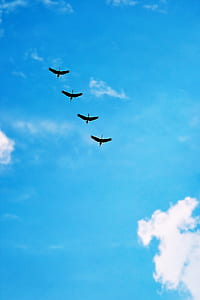 Black Bird Under Blue Calm Sky during Daytime thumbnail