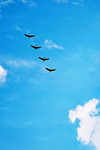low angle photography of four flying egrets thumbnail