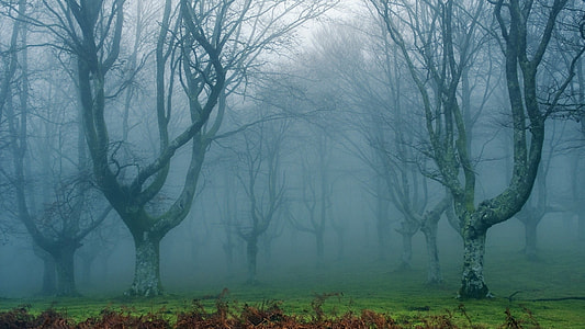 landscape photography of fogy woods thumbnail
