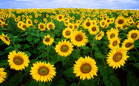 yellow sunflowers thumbnail