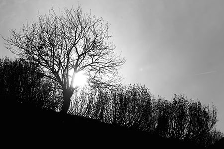 silhouette photography of withered tree thumbnail