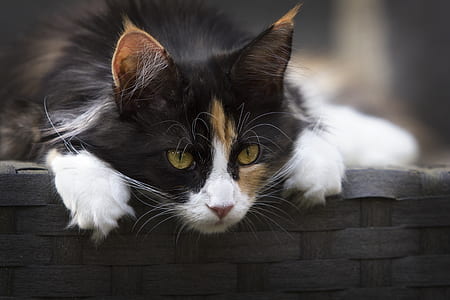 Focus Photo of Calico Cat thumbnail