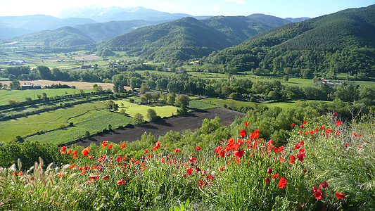 field of red flowers thumbnail