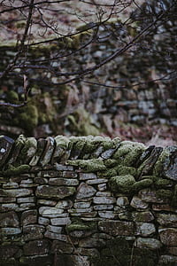 bare tree near stone bridge thumbnail