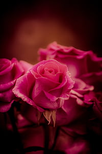 selective focus photography of red rose thumbnail