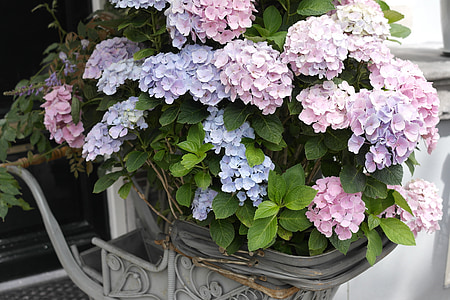 purple and pink flowers thumbnail