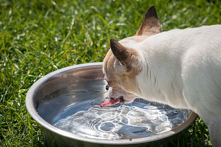 dog drinking water thumbnail