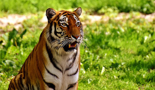adult Tiger sitting on green grass during daytime thumbnail