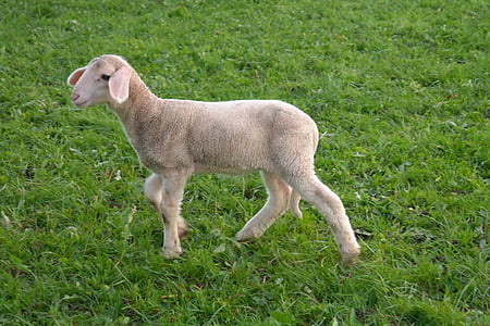 white sheep walking on green grassfield thumbnail