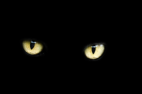yellow and black cat's eye thumbnail