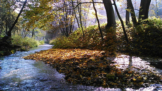 brown leaves on river thumbnail