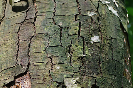 Forest, The Bark Of The Tree thumbnail