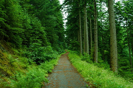 paved road between green trees thumbnail