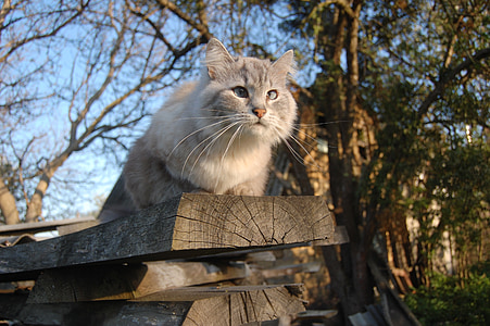 short-haired cat on brown wood log thumbnail