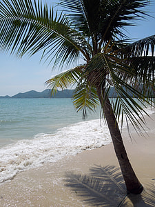 palm tree on shore thumbnail