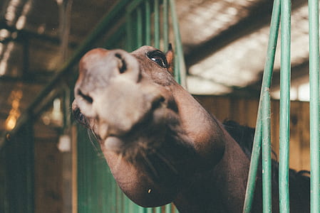 horse inside green metal cage thumbnail