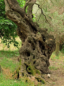 tree trunk thumbnail