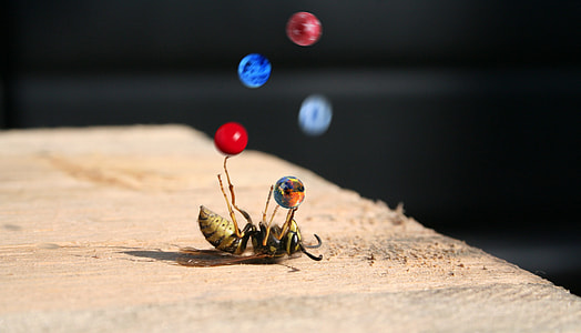 macro photo of yellowjacket wasp jugging marbles on brown wooden table thumbnail