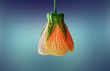 orange flower bud thumbnail