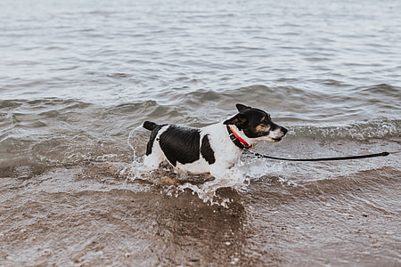Dog in the water thumbnail