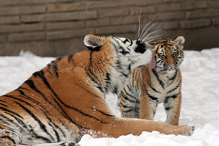 tiger and cub on snow field thumbnail
