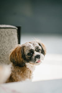 Close-up Photo of Shih Tzu thumbnail