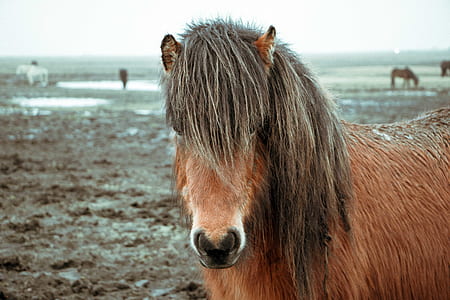 brown horse on open field during daytime thumbnail