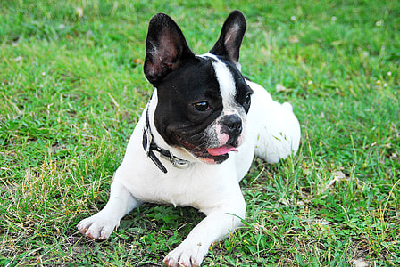 adult white and black Boston terrier lying on green grass during daytime thumbnail