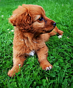short-coated tan puppy on green grass field thumbnail