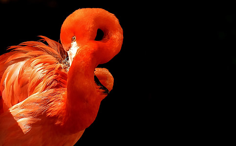 closeup photo of flamingo thumbnail