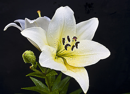close-up photo of white and yellow Asiatic lilies with water droplets thumbnail
