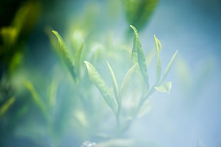 linear green leaf plant close-up photo thumbnail
