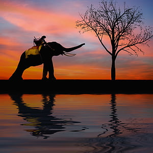 silhouette photography of elephant reaching tree during daytime thumbnail