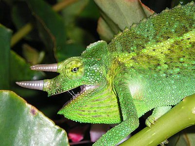 photo of green chameleon perched on tree branch thumbnail