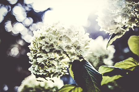 white flowers thumbnail