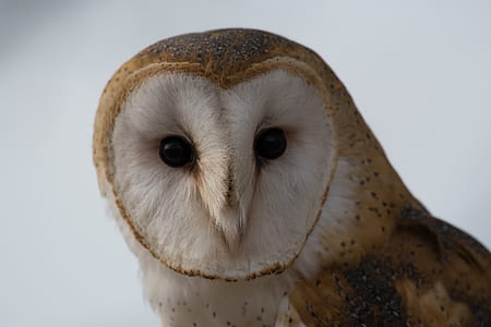 brown owl thumbnail