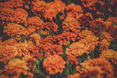 bed of orange petaled flowers thumbnail