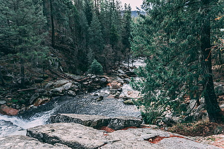 forest with lake thumbnail