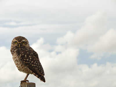selective focus of brown owl thumbnail