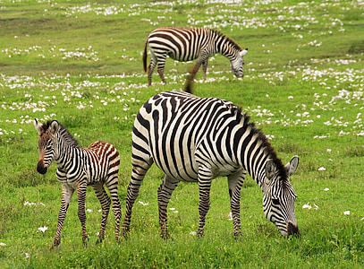 three zebras on field with green grass during daytime thumbnail