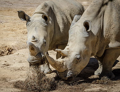 two gray hippopotamus on brown land thumbnail