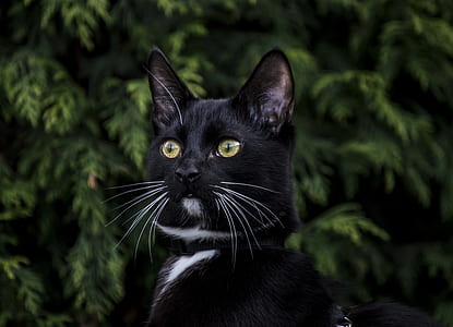 black cat thumbnail