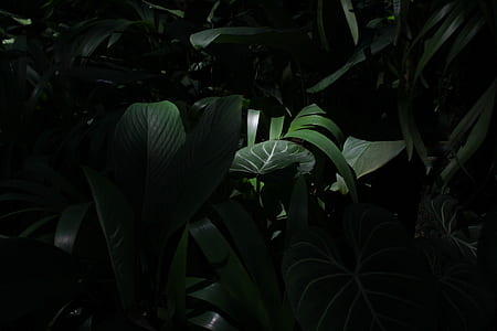 selective focus photography of green leafed plant thumbnail