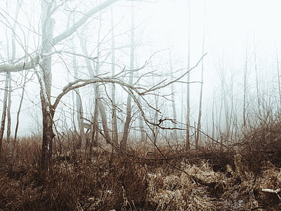 landscape photo of brown trees on brown grass during daytime thumbnail