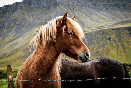 landscape, field, animal, countryside thumbnail