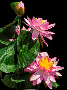 close-up photo of pink waterlily flowers thumbnail