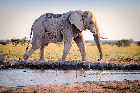 gray elephant in mud during daytime thumbnail