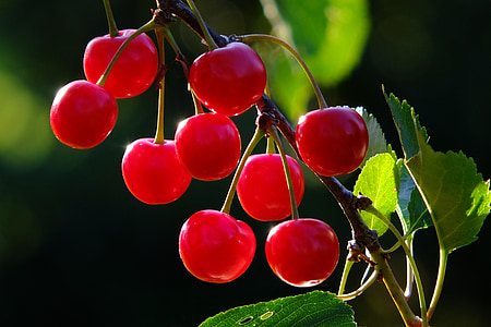 shallow focus photography of red cherries thumbnail